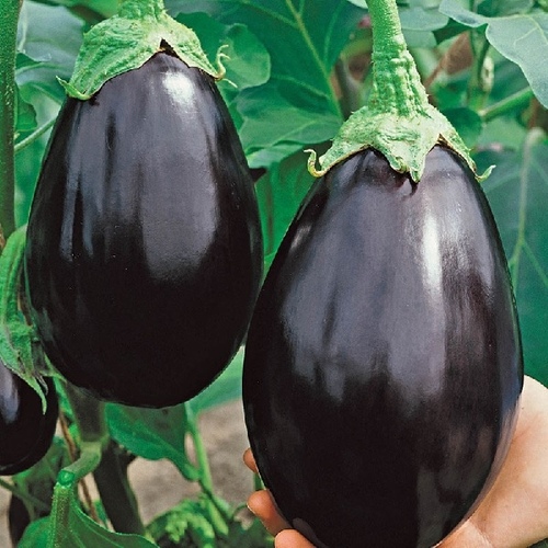 Wild West Seed EG-4oz Eggplant - Black Beauty 4-oz