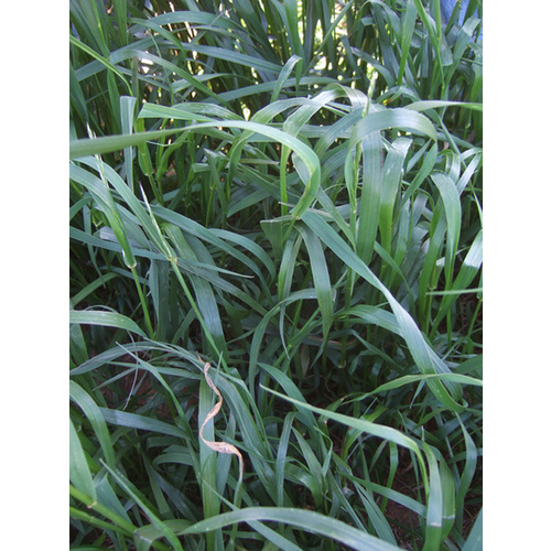 Oregon Grown Seeds 13702031 Tamtbo Annual Ryegrass 50-lbs