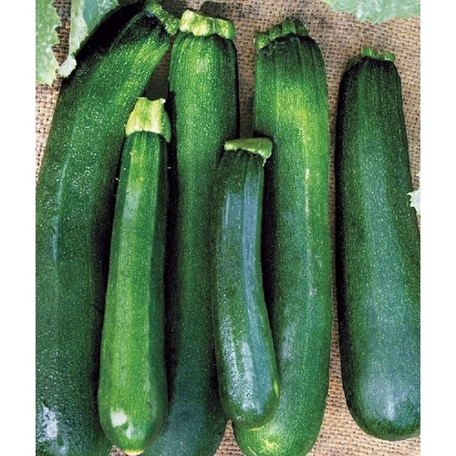 Wild West Seed 13702286 Squash - Black Beauty Zucchini 1-lbs