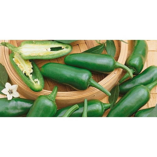 Wild West Seed 13702277 Pepper - Jalapeno M 4-oz