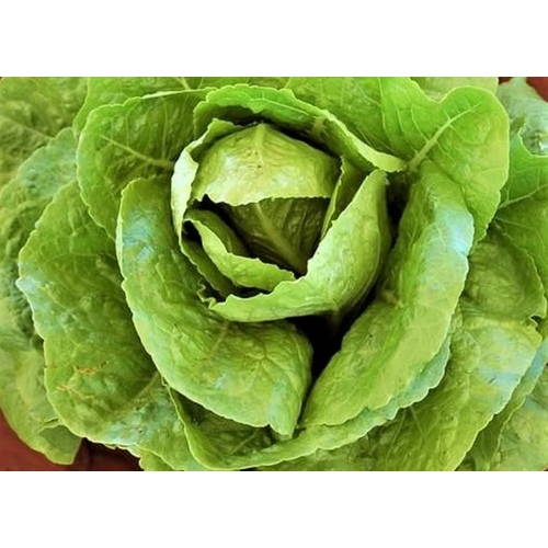 Wild West Seed 13702269 Lettuce - Paris Island Romaine 1-lbs