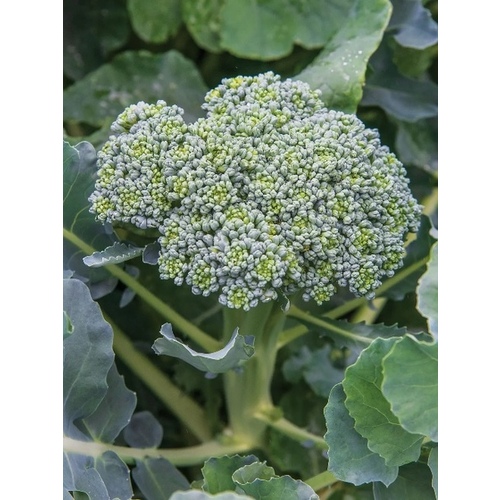 Wild West Seed BR-1# Broccoli - Waltham 29 - 1-lbs