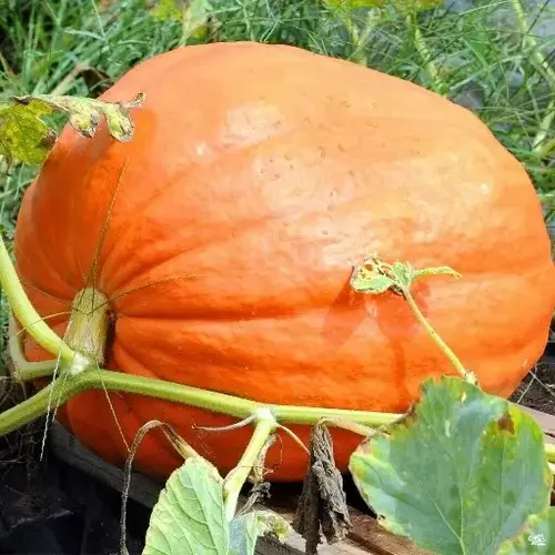 Wild West Seed 13702280 Pumpkin - Big Max 1-lbs