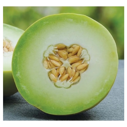 Melon - Honeydew Green Flesh 1-lbs