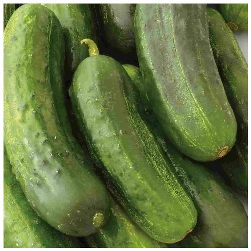 Wild West Seed 13702263 Cucumber - National Pickling 1-lbs