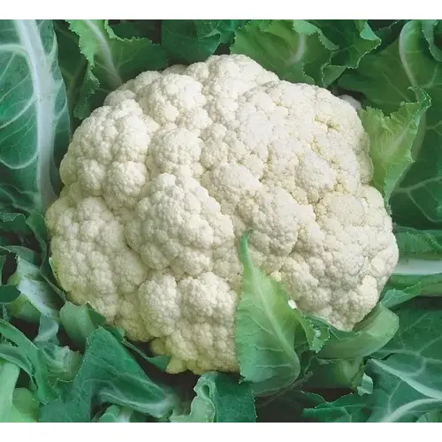 Cauliflower - Snowball 4-oz