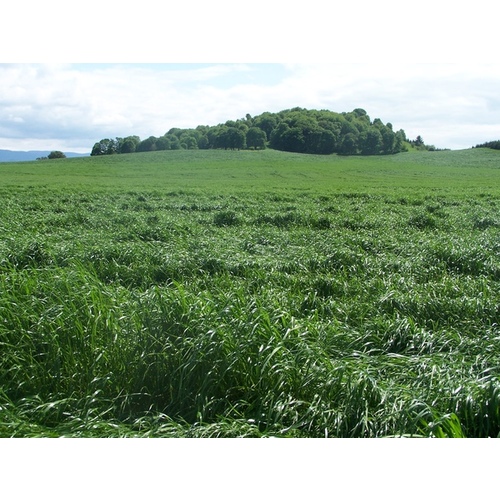 Flying A Ryegrass Seed 50LB