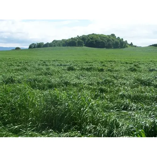 Flying A Ryegrass Seed 50LB