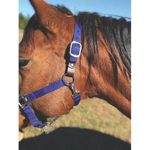 HORSE HALTER NYLON STANDARD ADJUSTABLE - PINK COB