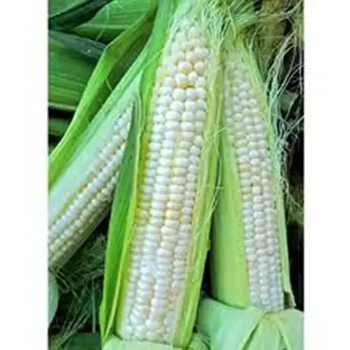 Syngenta Seeds, LLC CSK-5# Corn - Silver King 5-lbs