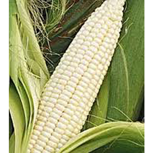 Syngenta Seeds, LLC CSQ-50# Corn - Silver Queen 50-lbs