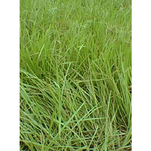 Bahia Seed Processors 13700216 Pensacola Bahia Grass Seed Coated 50-lbs