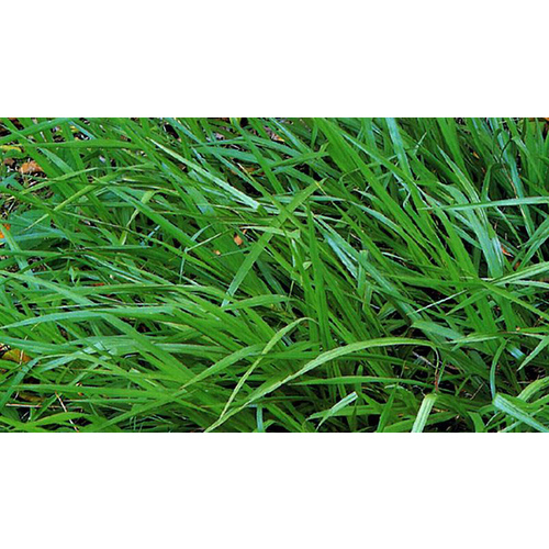 Argentine Bahia Grass Seed Coated 40-lbs