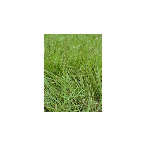 Tifton 9 Bahia Grass Seed 40#