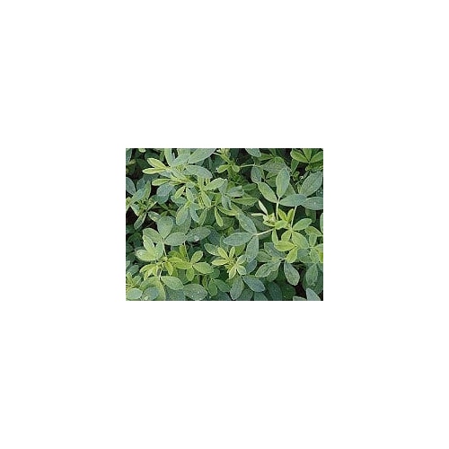 Alfalfa Evermore Forage 50lbs.