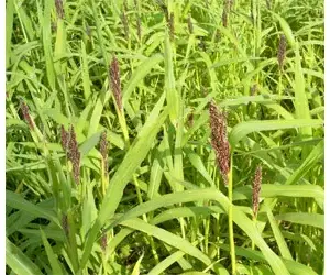 ☆millet☆ $_12.JPG?set_id=880000500F