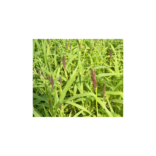 Japanese Millet Grass Seed 50#