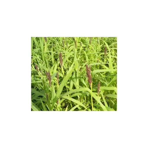 Alligator Brand 13700209 Japanese Millet Grass Seed 50 Lb