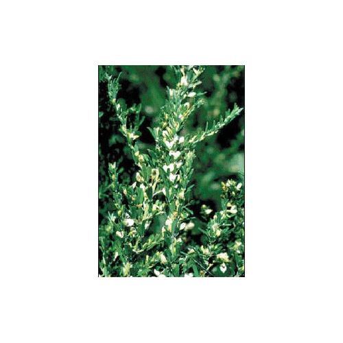 Allied Seed, LLC 13700340 Sericea Lespedeza Seeds Unhulled - 50 pounds