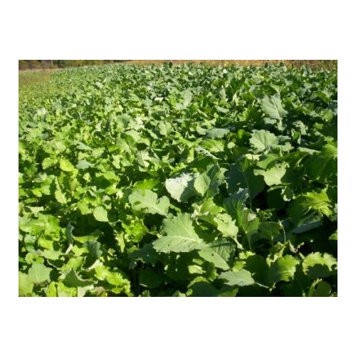 Alligator Brand 13701845 TROPHY FORAGE RAPESEED 50LB