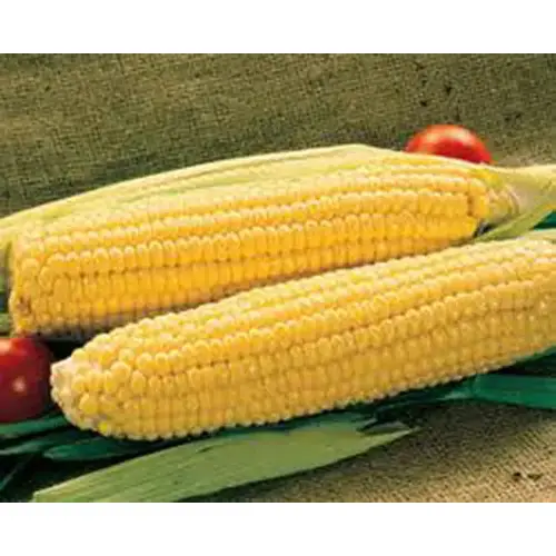 Syngenta Seeds, LLC CSO-5# Corn - Golden Queen 5-lbs