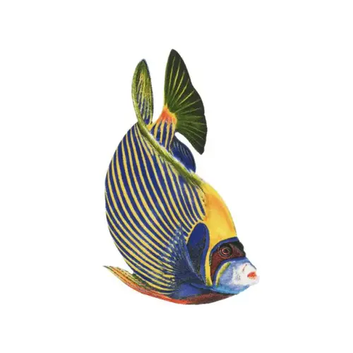 Emperer Angelfish 4"x3"