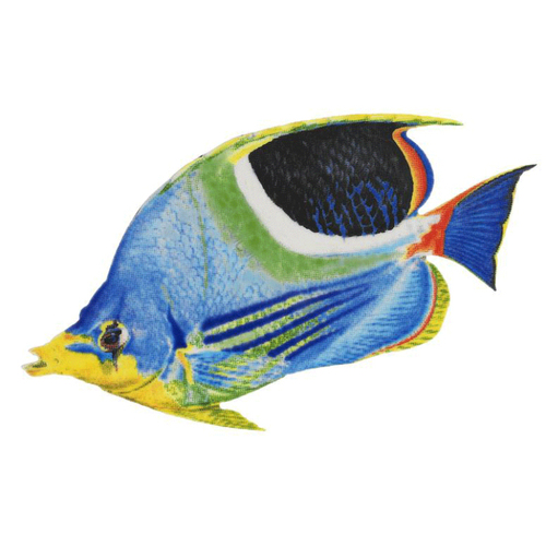 Saddle Butflyfish 9"x5"