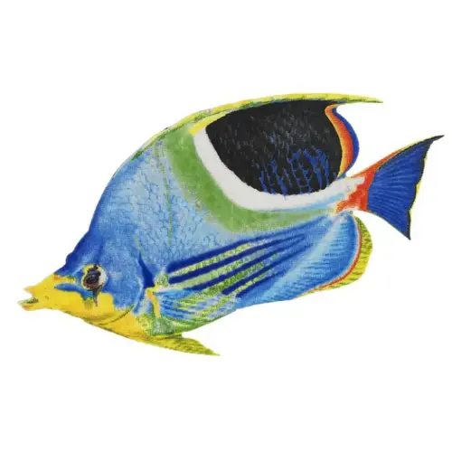 Saddle Butterfly Fish 5"x3"