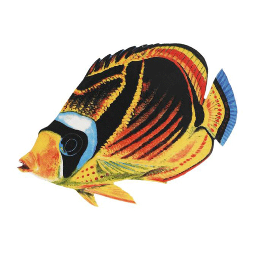 Raccoon Butterflyfish 5"x3"