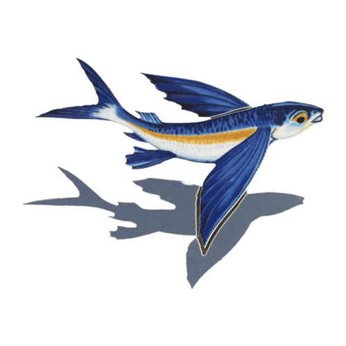 Shadow Flying Fish-b 8"x6"