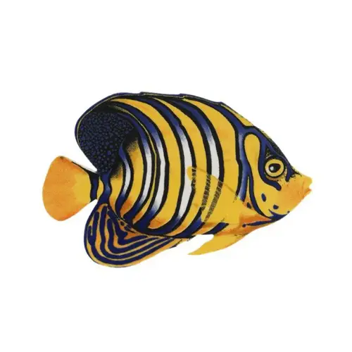 Regal Angelfish 8"x5"