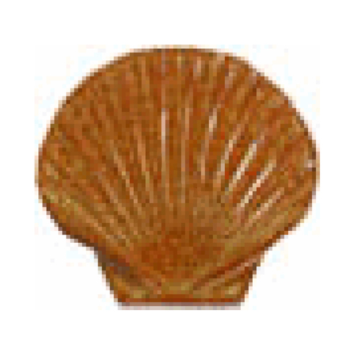 5" Seashell Brown