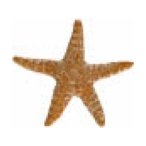 5" Starfish Brown