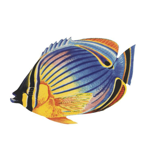 Redfin Butterflyfish 5"x3"